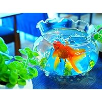 Amazon.co.jp: ND タペストリー金魚 魚 金魚すくい 金魚鉢 水族館